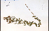  ( - 41370aHIM)  @11 [ ] CreativeCommons - Attribution Non-Commercial Share-Alike (2012) University of Guelph, Canada OAC-BIO Herbarium