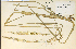  ( - 4012HIM)  @11 [ ] CreativeCommons - Attribution Non-Commercial Share-Alike (2012) University of Guelph, Canada OAC-BIO Herbarium
