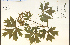  ( - 42791HIM)  @11 [ ] CreativeCommons - Attribution Non-Commercial Share-Alike (2012) University of Guelph, Canada OAC-BIO Herbarium