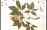  ( - 42882HIM)  @11 [ ] CreativeCommons - Attribution Non-Commercial Share-Alike (2012) University of Guelph, Canada OAC-BIO Herbarium