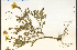  ( - 43823HIM)  @11 [ ] CreativeCommons - Attribution Non-Commercial Share-Alike (2012) University of Guelph, Canada OAC-BIO Herbarium