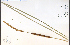  ( - 44988HIM)  @11 [ ] CreativeCommons - Attribution Non-Commercial Share-Alike (2012) University of Guelph, Canada OAC-BIO Herbarium