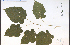  ( - 45163HIM)  @11 [ ] CreativeCommons - Attribution Non-Commercial Share-Alike (2012) University of Guelph, Canada OAC-BIO Herbarium