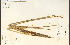  ( - 4278HIM)  @11 [ ] CreativeCommons - Attribution Non-Commercial Share-Alike (2012) University of Guelph, Canada OAC-BIO Herbarium