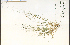  ( - 46492HIM)  @11 [ ] CreativeCommons - Attribution Non-Commercial Share-Alike (2012) University of Guelph, Canada OAC-BIO Herbarium