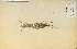  (Carex brevicaulis - 4550HIM)  @11 [ ] CreativeCommons - Attribution Non-Commercial Share-Alike (2012) University of Guelph, Canada OAC-BIO Herbarium