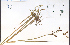  ( - 48197HIM)  @11 [ ] CreativeCommons - Attribution Non-Commercial Share-Alike (2012) University of Guelph, Canada OAC-BIO Herbarium