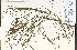  ( - 49338HIM)  @11 [ ] CreativeCommons - Attribution Non-Commercial Share-Alike (2012) University of Guelph, Canada OAC-BIO Herbarium