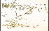  ( - 51039HIM)  @11 [ ] CreativeCommons - Attribution Non-Commercial Share-Alike (2012) University of Guelph, Canada OAC-BIO Herbarium