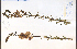  (Verbascum blattaria - 52960HIM)  @11 [ ] CreativeCommons - Attribution Non-Commercial Share-Alike (2012) University of Guelph, Canada OAC-BIO Herbarium
