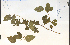  ( - 53893HIM)  @11 [ ] CreativeCommons - Attribution Non-Commercial Share-Alike (2012) University of Guelph, Canada OAC-BIO Herbarium