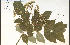  ( - 56702HIM)  @11 [ ] CreativeCommons - Attribution Non-Commercial Share-Alike (2012) University of Guelph, Canada OAC-BIO Herbarium