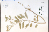  ( - 58229HIM)  @11 [ ] CreativeCommons - Attribution Non-Commercial Share-Alike (2012) University of Guelph, Canada OAC-BIO Herbarium