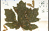  ( - 58335HIM)  @11 [ ] CreativeCommons - Attribution Non-Commercial Share-Alike (2012) University of Guelph, Canada OAC-BIO Herbarium
