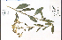  ( - 58559HIM)  @11 [ ] CreativeCommons - Attribution Non-Commercial Share-Alike (2012) University of Guelph, Canada OAC-BIO Herbarium