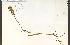  ( - 61883HIM)  @11 [ ] CreativeCommons - Attribution Non-Commercial Share-Alike (2012) University of Guelph, Canada OAC-BIO Herbarium