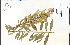  ( - 64436HIM)  @11 [ ] CreativeCommons - Attribution Non-Commercial Share-Alike (2012) University of Guelph, Canada OAC-BIO Herbarium
