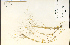  (Muhlenbergia asperifolia - 64856HIM)  @11 [ ] CreativeCommons - Attribution Non-Commercial Share-Alike (2012) University of Guelph, Canada OAC-BIO Herbarium