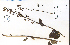  ( - 65111HIM)  @11 [ ] CreativeCommons - Attribution Non-Commercial Share-Alike (2012) University of Guelph, Canada OAC-BIO Herbarium