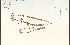  ( - 65613HIM)  @11 [ ] CreativeCommons - Attribution Non-Commercial Share-Alike (2012) University of Guelph, Canada OAC-BIO Herbarium