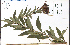  ( - 67383HIM)  @11 [ ] CreativeCommons - Attribution Non-Commercial Share-Alike (2012) University of Guelph, Canada OAC-BIO Herbarium