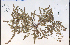  ( - 69635HIM)  @11 [ ] CreativeCommons - Attribution Non-Commercial Share-Alike (2012) University of Guelph, Canada OAC-BIO Herbarium