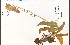  ( - 72933HIM)  @11 [ ] CreativeCommons - Attribution Non-Commercial Share-Alike (2012) University of Guelph, Canada OAC-BIO Herbarium