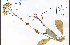  ( - 73694HIM)  @11 [ ] CreativeCommons - Attribution Non-Commercial Share-Alike (2012) University of Guelph, Canada OAC-BIO Herbarium