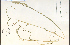  ( - 73803HIM)  @11 [ ] CreativeCommons - Attribution Non-Commercial Share-Alike (2012) University of Guelph, Canada OAC-BIO Herbarium