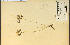  (Ranunculales - 7647HIM)  @11 [ ] CreativeCommons - Attribution Non-Commercial Share-Alike (2012) University of Guelph, Canada OAC-BIO Herbarium