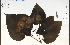  (Catalpa speciosa - 74219HIM)  @11 [ ] CreativeCommons - Attribution Non-Commercial Share-Alike (2012) University of Guelph, Canada OAC-BIO Herbarium