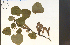  ( - 75654HIM)  @11 [ ] CreativeCommons - Attribution Non-Commercial Share-Alike (2012) University of Guelph, Canada OAC-BIO Herbarium