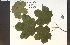  ( - 75658HIM)  @11 [ ] CreativeCommons - Attribution Non-Commercial Share-Alike (2012) University of Guelph, Canada OAC-BIO Herbarium
