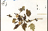  ( - 76333HIM)  @11 [ ] CreativeCommons - Attribution Non-Commercial Share-Alike (2012) University of Guelph, Canada OAC-BIO Herbarium