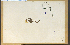  ( - 7906HIM)  @11 [ ] CreativeCommons - Attribution Non-Commercial Share-Alike (2012) University of Guelph, Canada OAC-BIO Herbarium