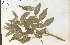  ( - 77124HIM)  @11 [ ] CreativeCommons - Attribution Non-Commercial Share-Alike (2012) University of Guelph, Canada OAC-BIO Herbarium