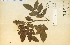  ( - 7943HIM)  @11 [ ] CreativeCommons - Attribution Non-Commercial Share-Alike (2012) University of Guelph, Canada OAC-BIO Herbarium