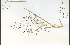  ( - 77599HIM)  @11 [ ] CreativeCommons - Attribution Non-Commercial Share-Alike (2012) University of Guelph, Canada OAC-BIO Herbarium