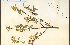  ( - 9165HIM)  @11 [ ] CreativeCommons - Attribution Non-Commercial Share-Alike (2012) University of Guelph, Canada OAC-BIO Herbarium