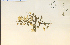  ( - 9179HIM)  @11 [ ] CreativeCommons - Attribution Non-Commercial Share-Alike (2012) University of Guelph, Canada OAC-BIO Herbarium