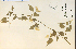  ( - 9180HIM)  @11 [ ] CreativeCommons - Attribution Non-Commercial Share-Alike (2012) University of Guelph, Canada OAC-BIO Herbarium