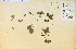  ( - 9191HIM)  @11 [ ] CreativeCommons - Attribution Non-Commercial Share-Alike (2012) University of Guelph, Canada OAC-BIO Herbarium