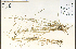  ( - 81191HIM)  @11 [ ] CreativeCommons - Attribution Non-Commercial Share-Alike (2012) University of Guelph, Canada OAC-BIO Herbarium