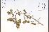 ( - 85512HIM)  @11 [ ] CreativeCommons - Attribution Non-Commercial Share-Alike (2012) University of Guelph, Canada OAC-BIO Herbarium