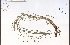  ( - 85545HIM)  @11 [ ] CreativeCommons - Attribution Non-Commercial Share-Alike (2012) University of Guelph, Canada OAC-BIO Herbarium
