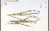  (Glyceria septentrionalis - 85586HIM)  @11 [ ] CreativeCommons - Attribution Non-Commercial Share-Alike (2012) University of Guelph, Canada OAC-BIO Herbarium