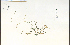  ( - 86280HIM)  @11 [ ] CreativeCommons - Attribution Non-Commercial Share-Alike (2012) University of Guelph, Canada OAC-BIO Herbarium