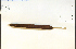  ( - 89481HIM)  @11 [ ] CreativeCommons - Attribution Non-Commercial Share-Alike (2012) University of Guelph, Canada OAC-BIO Herbarium