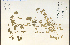  ( - 91895HIM)  @11 [ ] CreativeCommons - Attribution Non-Commercial Share-Alike (2012) University of Guelph, Canada OAC-BIO Herbarium