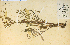  ( - 12120HIM)  @11 [ ] CreativeCommons - Attribution Non-Commercial Share-Alike (2012) University of Guelph, Canada OAC-BIO Herbarium